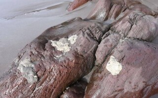 Mysterious White Masses Found on Newfoundland Shores