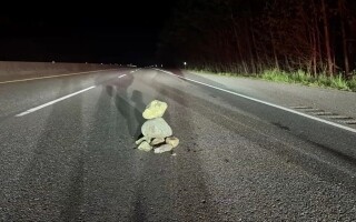 Man Charged After Rocks Thrown on Highway Damage Cars in Canada